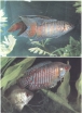 Das susswasser Aquarium Букинистическое издание Сохранность: Хорошая Издательство: Neumann Verlag, 1976 г Твердый переплет, 344 стр инфо 8473p.